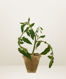 GROW HAWAIʻI KIT